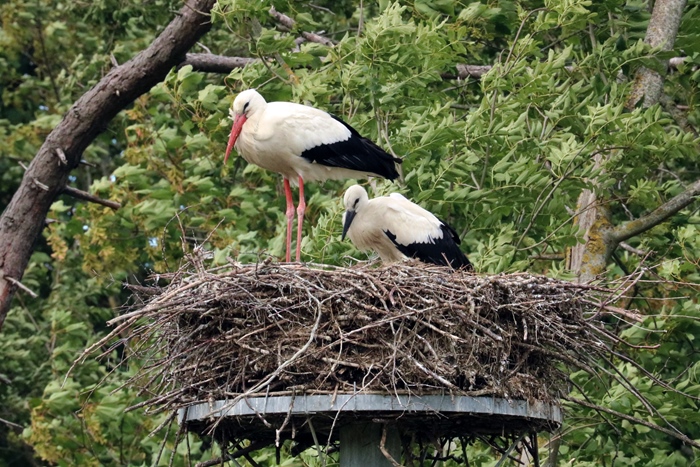 Activity by the sea: Zwin Nature Park (Knokke)