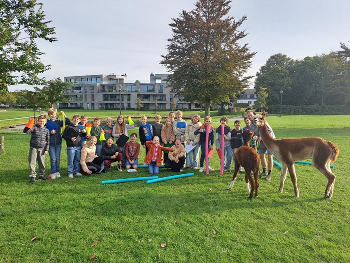 Alpaca wandeling aan de Belgische kust