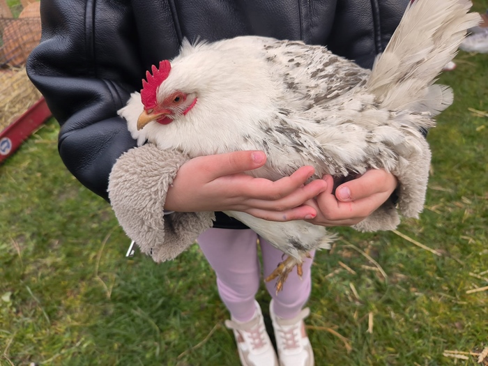 Activiteit aan zee: De Weide Kijk: Mobiele zorgboerderij (Bredene)