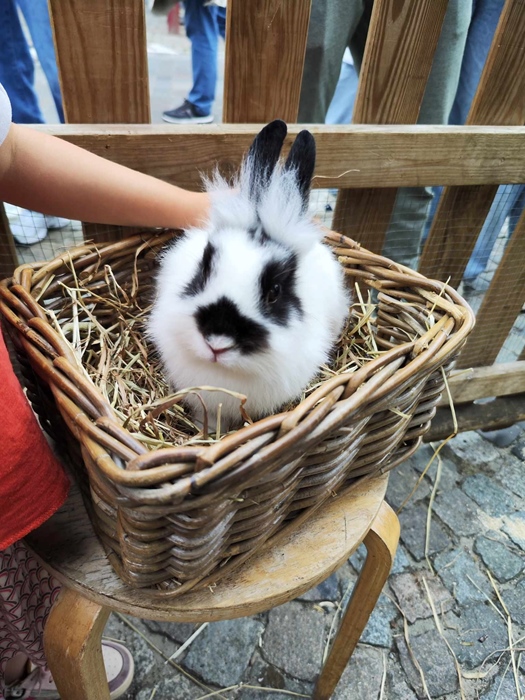 Activiteit aan zee: De Weide Kijk: Mobiele zorgboerderij (Bredene)