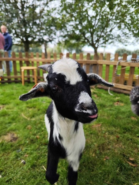 Activiteit aan zee: De Weide Kijk: Mobiele zorgboerderij (Bredene)