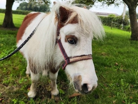 Activiteit aan zee: De Weide Kijk: Mobiele zorgboerderij (Bredene)
