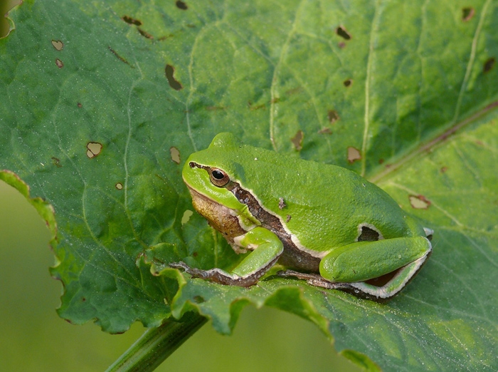 Activity by the sea: Zwin Nature Park (Knokke)