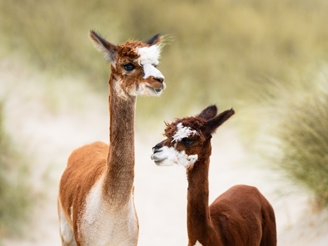 alpaca wandeling op het strand bij Horizon Bredene