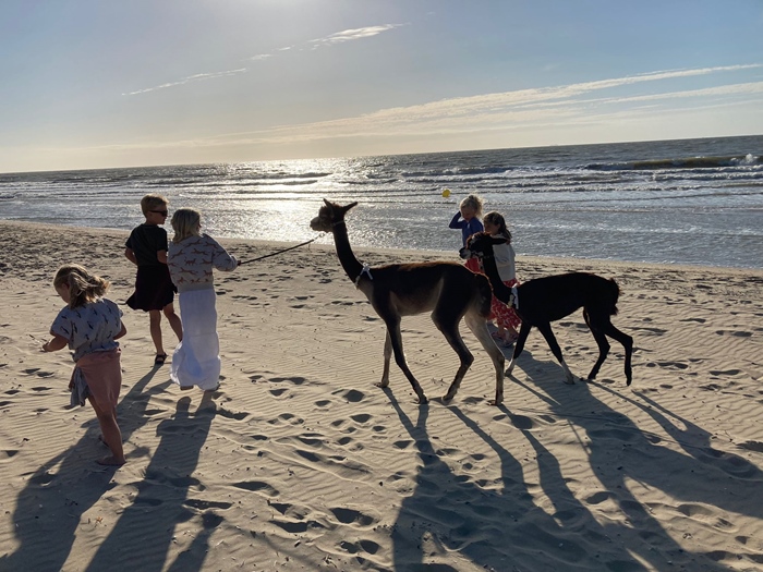 Alpaca wandeling op het strand van Bredene