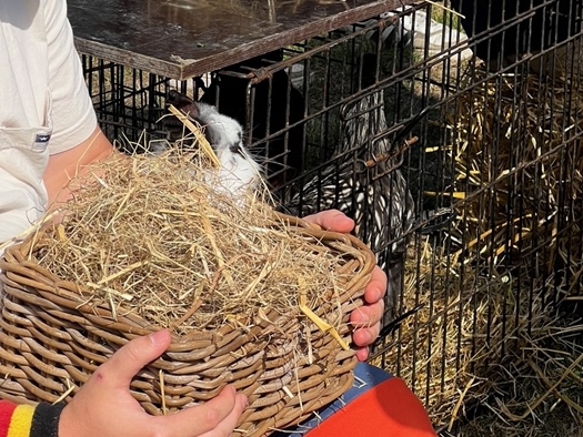 Activiteit aan zee: De Weide Kijk: Mobiele zorgboerderij (Bredene)