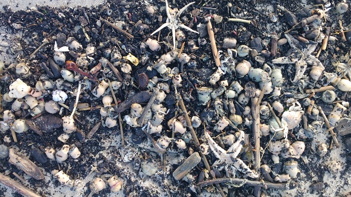 Activiteit aan zee: Strandjutten (Oostende)