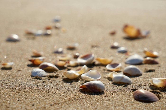 schelpen determinatie zeedieren Bredene activiteiten zeeklassen kust schoolreis leerlingen jeugdcentrum accommodatie vakantieverblijf JVC jeugdverblijfcentrum