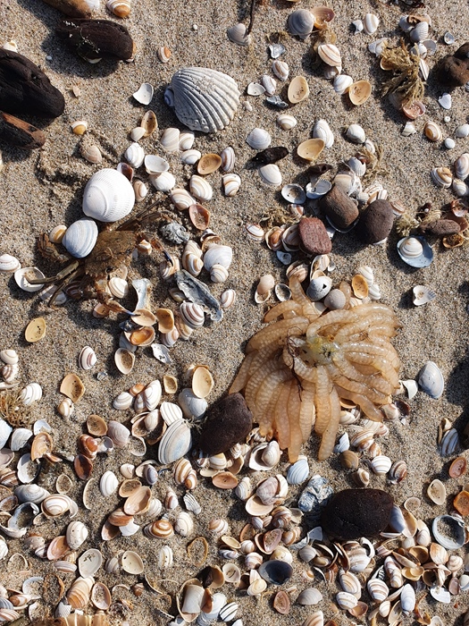 Activiteit aan zee: Strandjutten (Oostende)