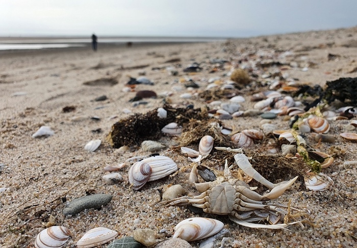 Activiteit aan zee: Strandjutten (Oostende)