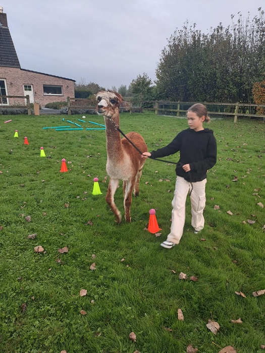behendigheidsparcours met een alpaca