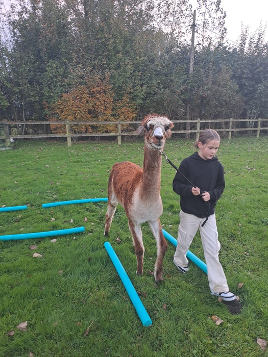 alpaca experience in Horizon Bredene
